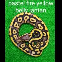BP Pastel Fire Yellow Bel