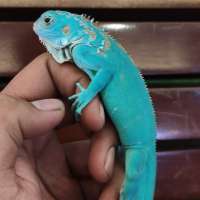 Iguana Blue Baby