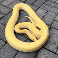 Burmese python hypo albin