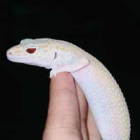 Gecko Albino Male