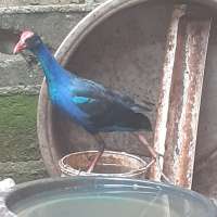 Burung Mandar Biru