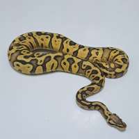 leopard super pastel yellow belly