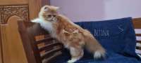 Kucing Persia Betina 7 Bulan