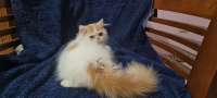 Kucing Persia Kitten 5 Bulan