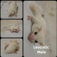 SG Leucistic Male