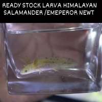 Larva newt salamander/emp