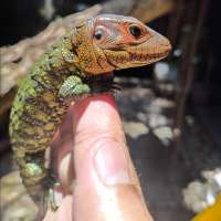Caiman lizard