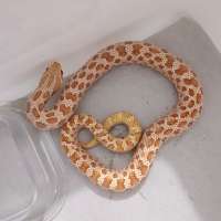 Hognose snake albino red extrem male adult siap kawin