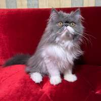 Kitten Persian Peaknose
