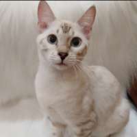 Kucing Bengal Betina Snow Bapak Snow Mink Sertifikat
