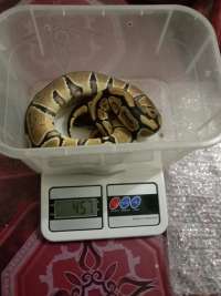 (F) ball python Normal