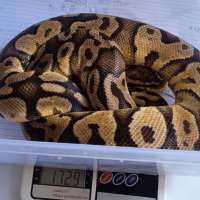 Pastel yellow belly female proven