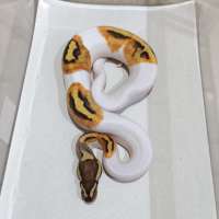 FIRE Pied Female Baby