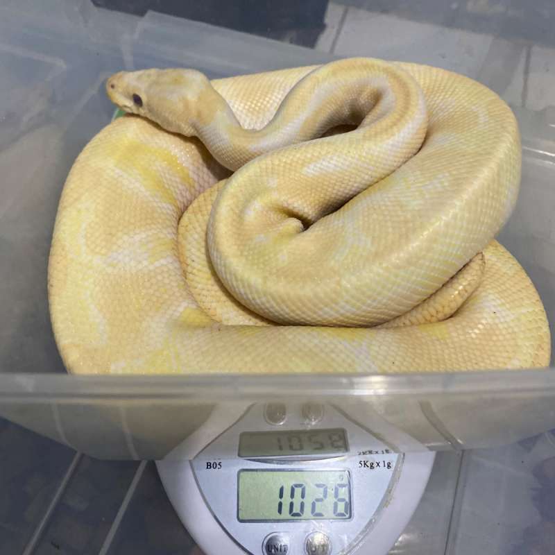 FLASH SALEE!! Ball phyton 2.0 (male) Adult !!