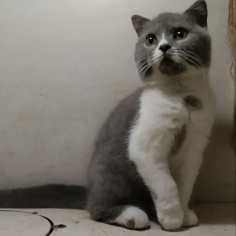 scottish fold x brittish shorthair Single Fold Bicolor