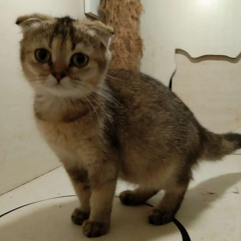 british shorthair x scottish fold double fold