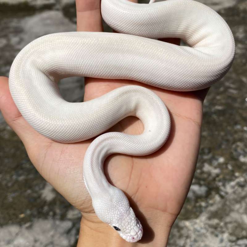 Blue Eyed Leucistic (But/But)