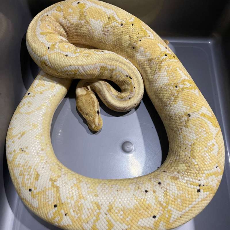(PROVEN) BANANA CALICO YELLOW BELLY