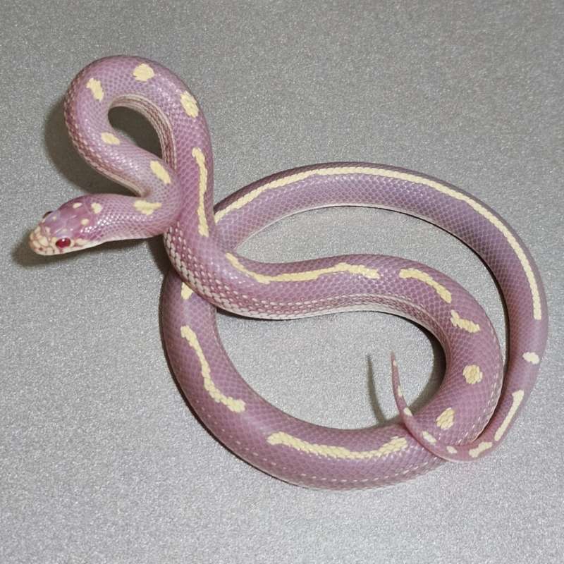 Ks California Albino Dotdash