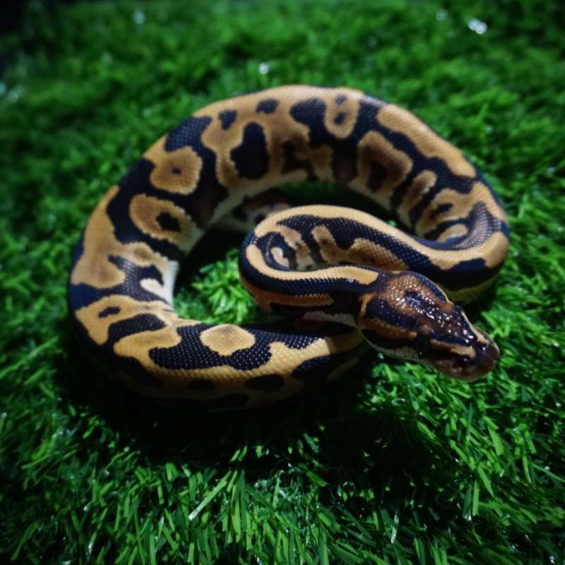 Ball Python Leopard