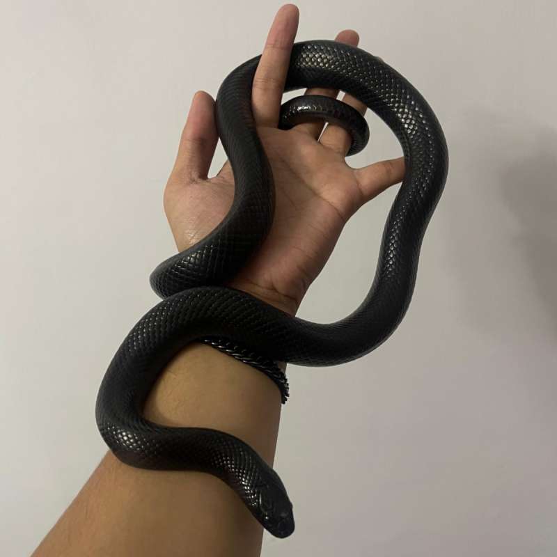 Mexican black kingsnake fullblack