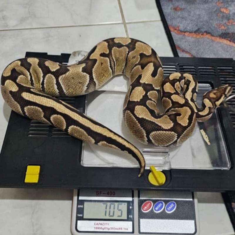 Ball pyhton fire het albino