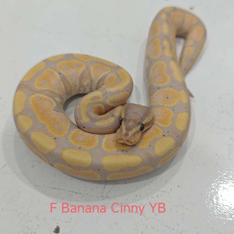 F Banana Cinny YB