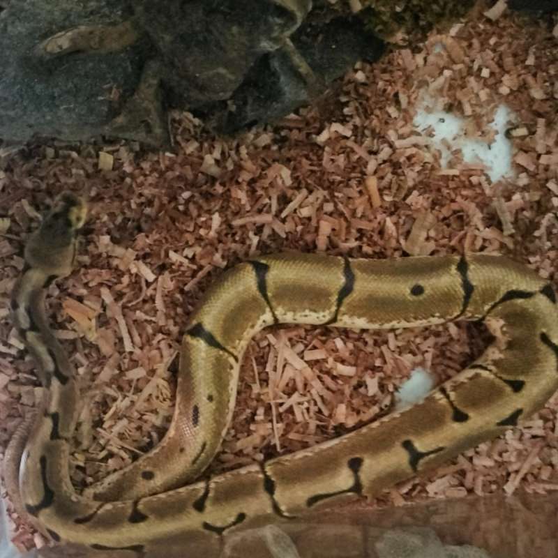 SPIDER ENCHI HET LAVENDER HET PIED