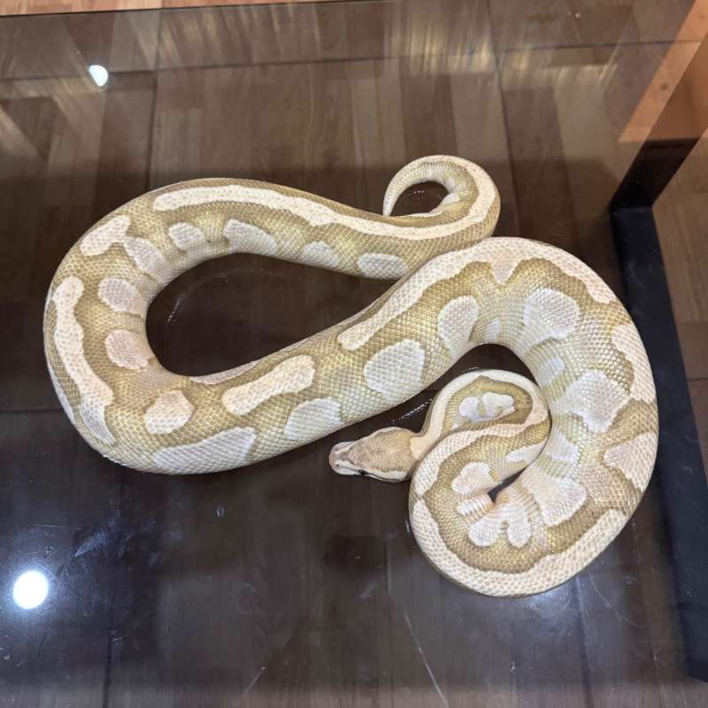 Fire lesser het clown