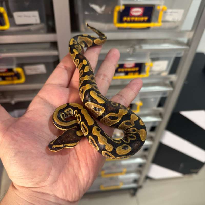 Gravel / YB poss 66% Het Clown