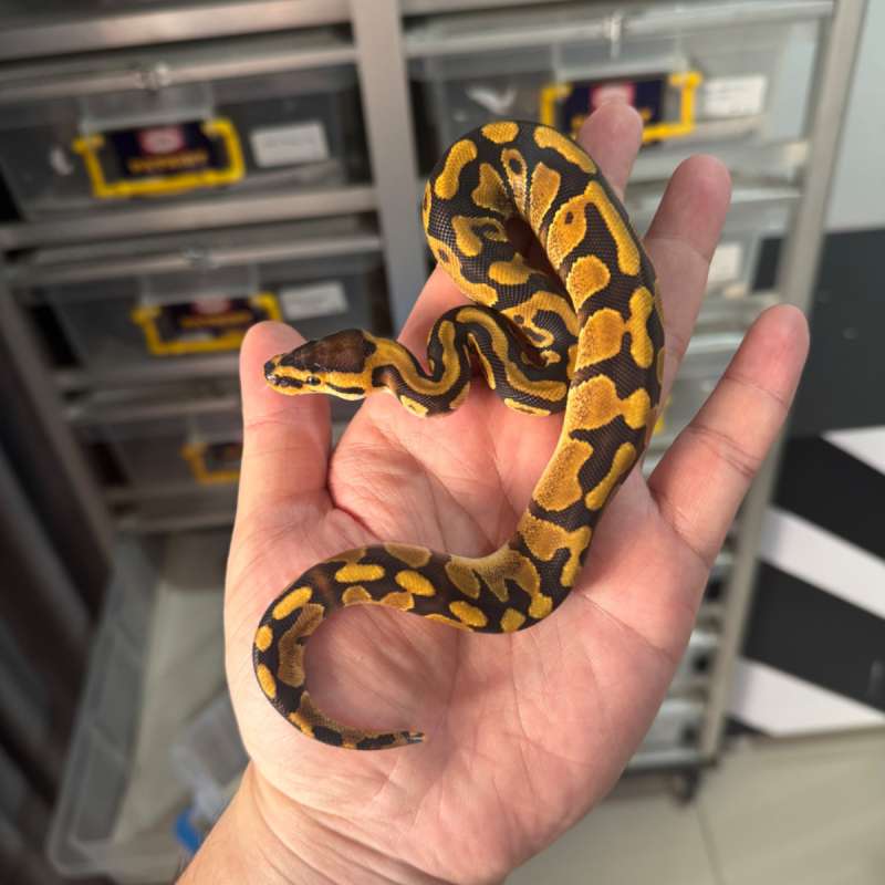 Enchi Gravel/YB poss 66% Het Clown