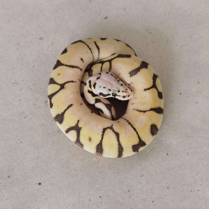 M Killerbee 100% het VPI Axanthic