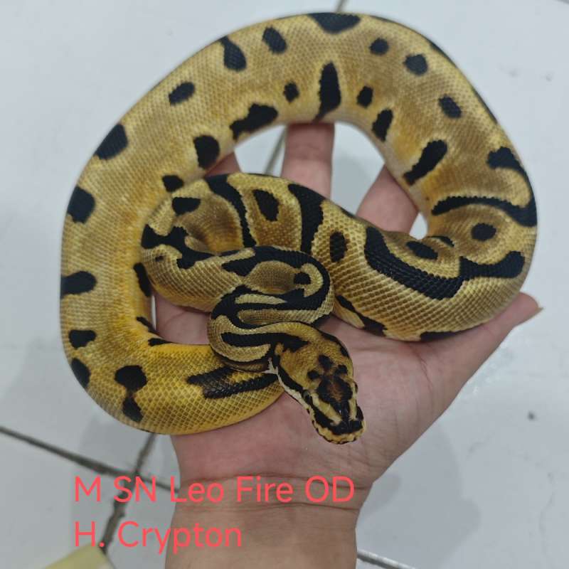 M SN Leo OD Fire H. Crypton