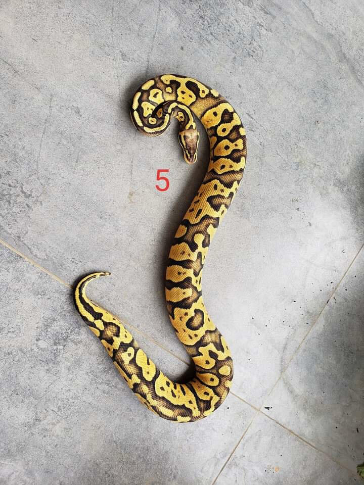 Image of 072745706691