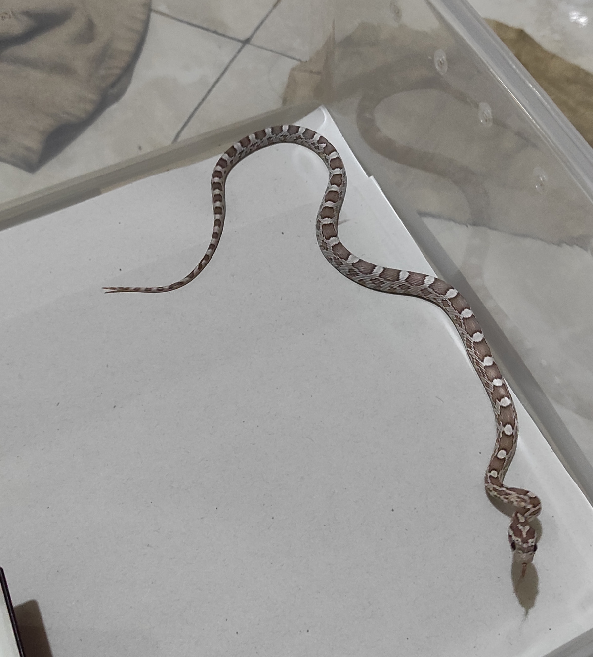 home-lapak-jual-beli-hewan-resmi-indonesia