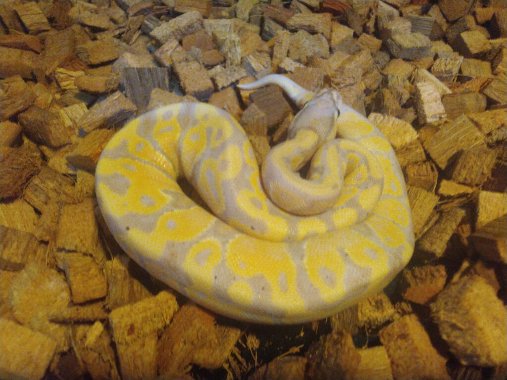 Male Banana het hypo ball python