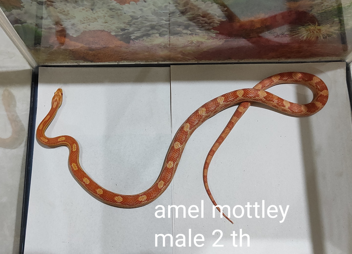 Crorn snake amel male adult 2 th