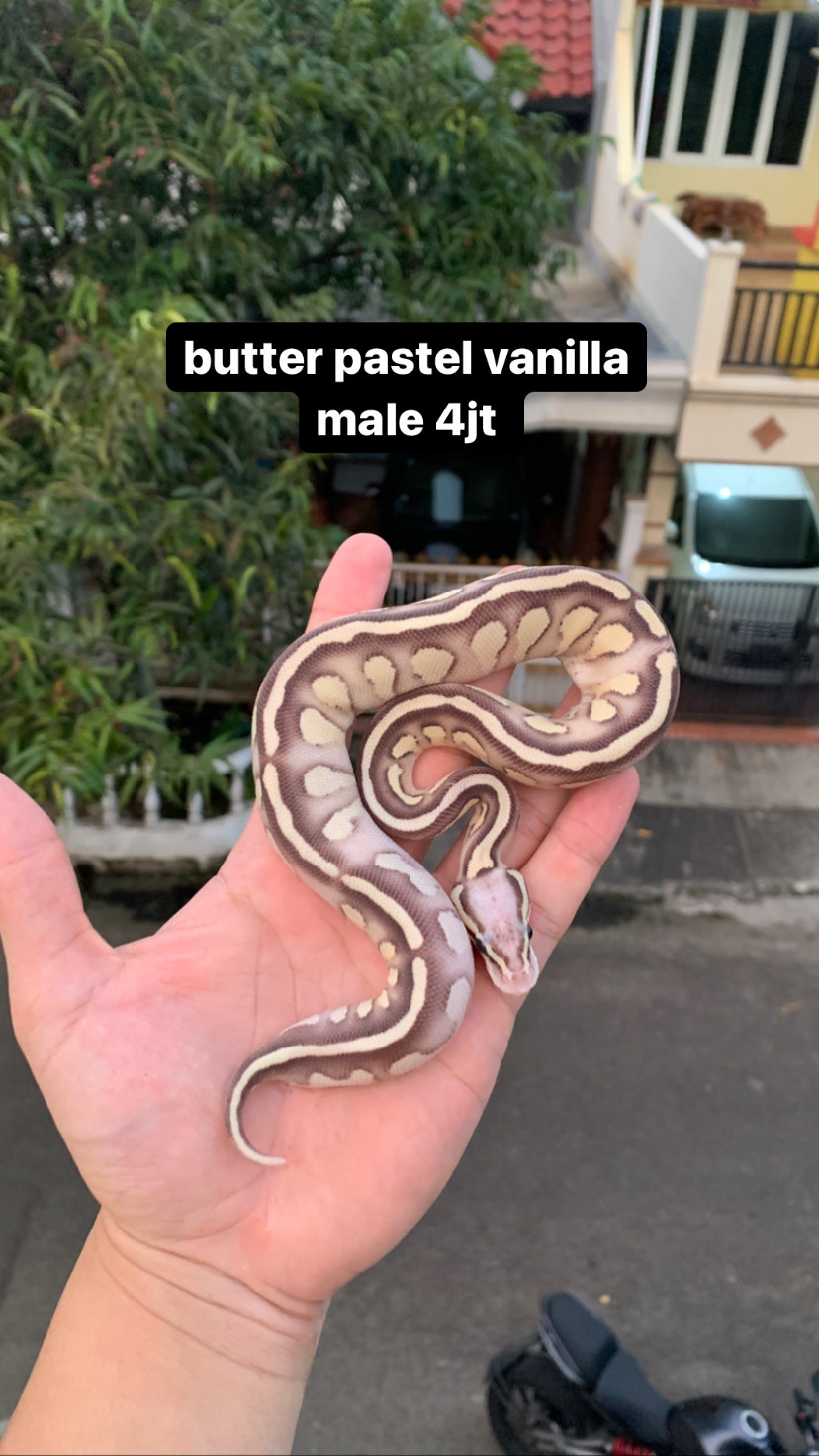 ball python butter pastel vanilla