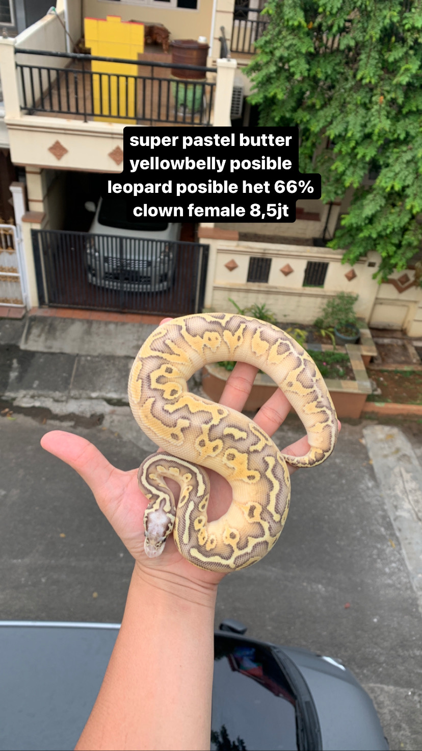 ball python female super pastel butter yellowbelly posible leopard ph clown 66%