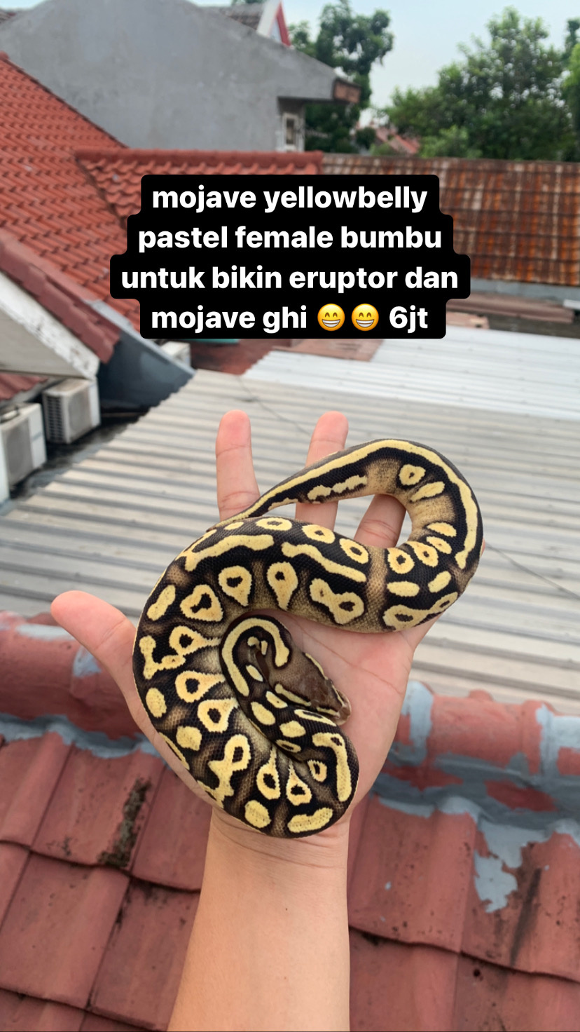 ball python pastave yb female