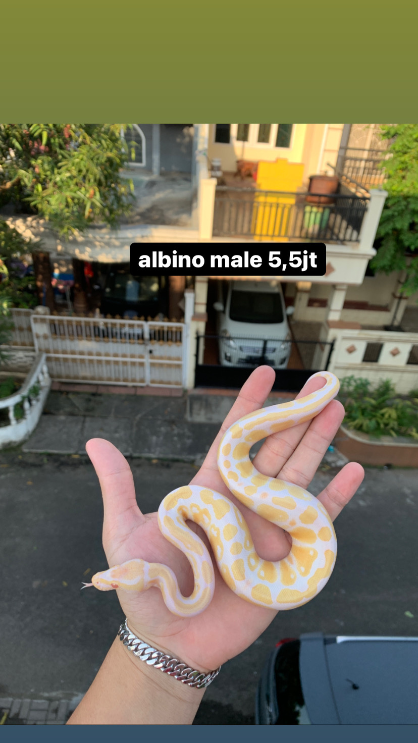 ball python albino