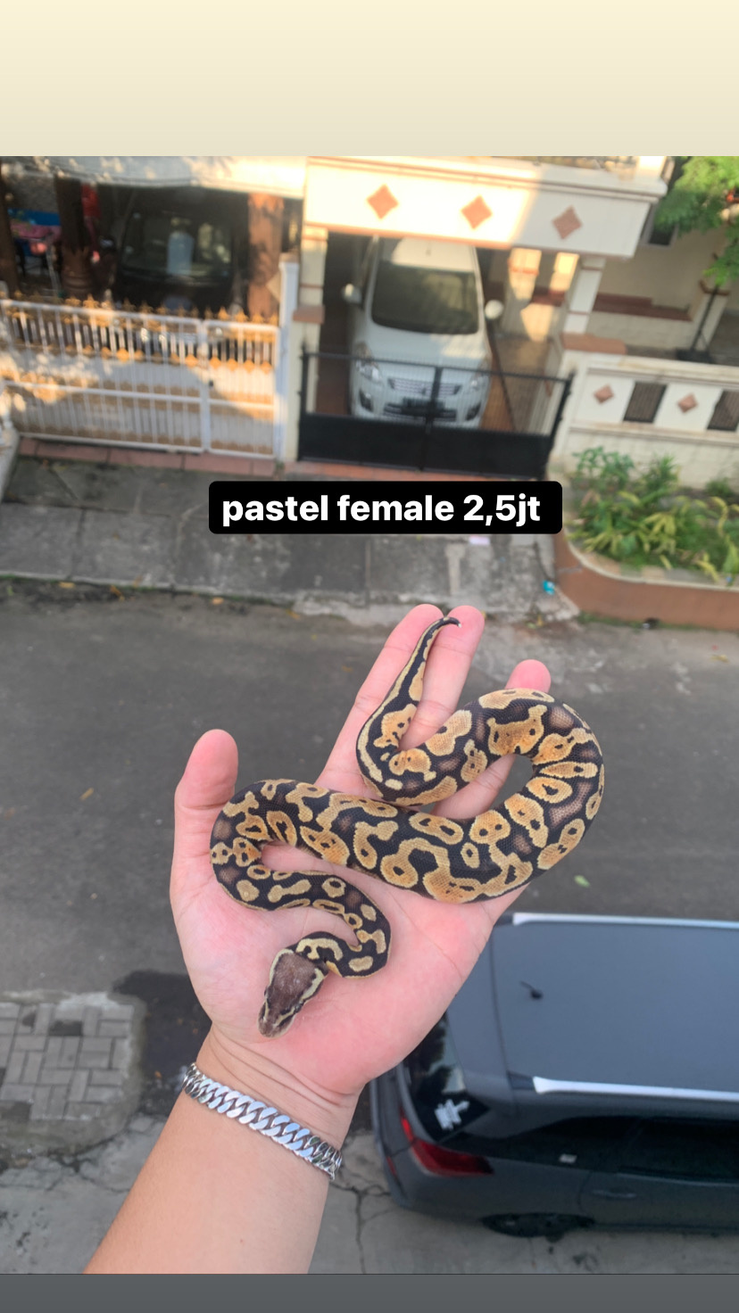 jual ball python pastel female