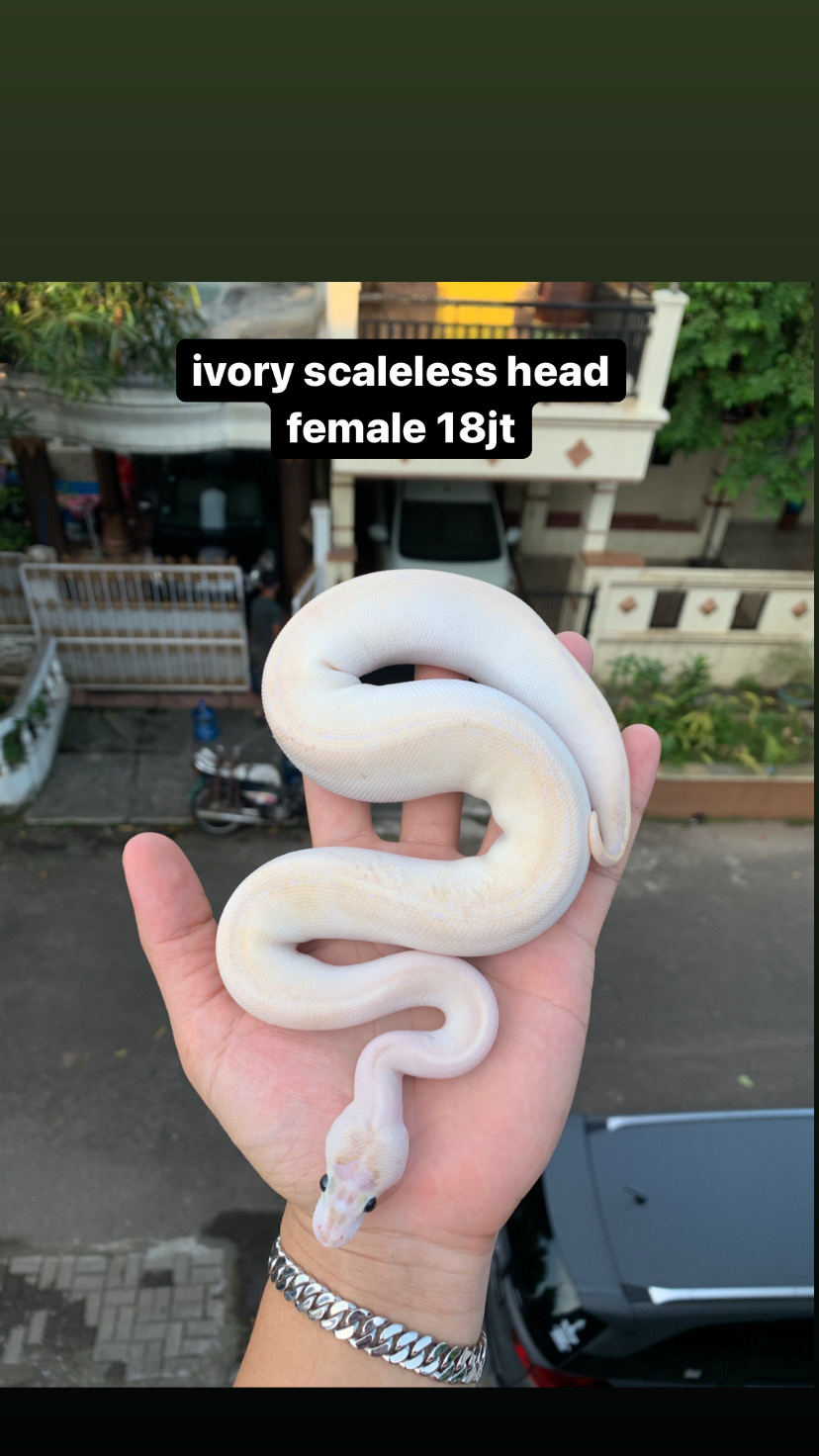 ivory scaleless head female ballpython