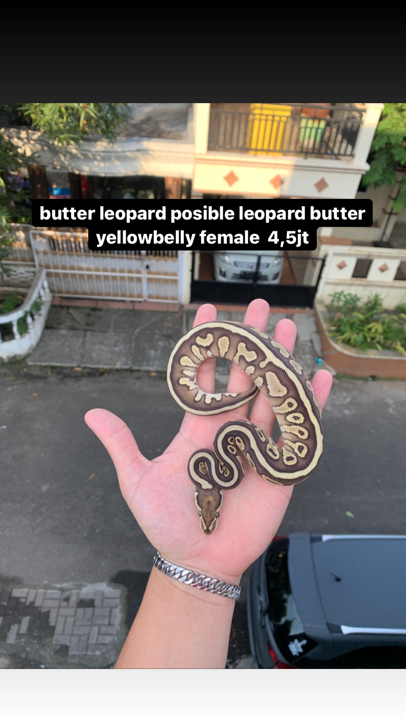 leopard butter pos yb female ballpython