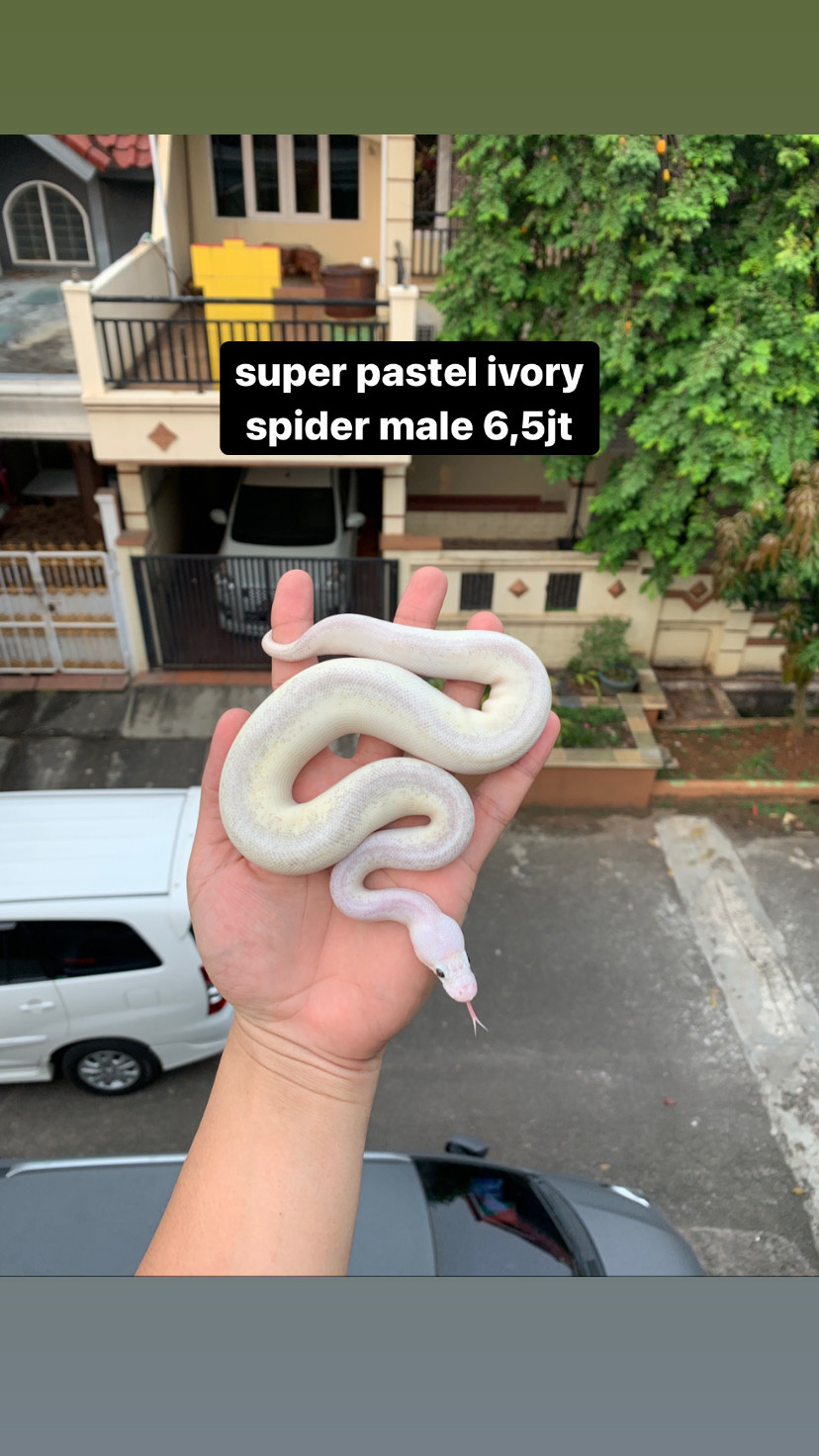 super pastel ivory spider ball python