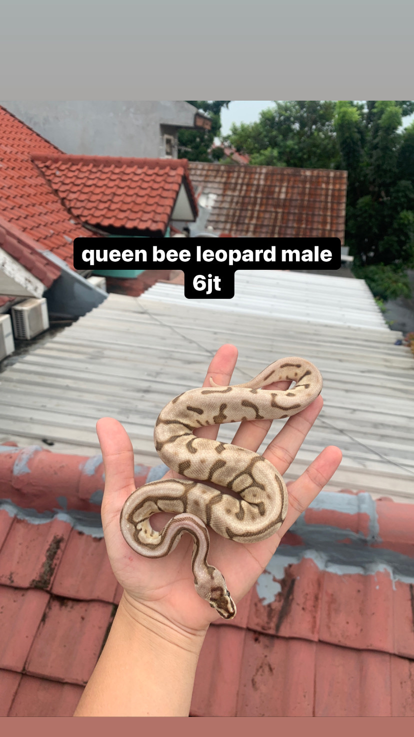 ball python queen bee leopard