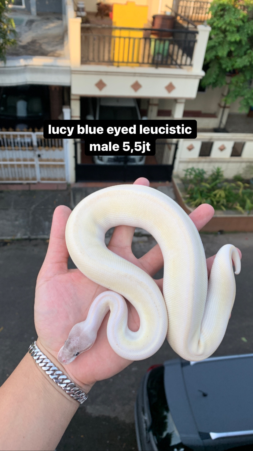 jual ball python lucy + ball python blue eyed leucistic