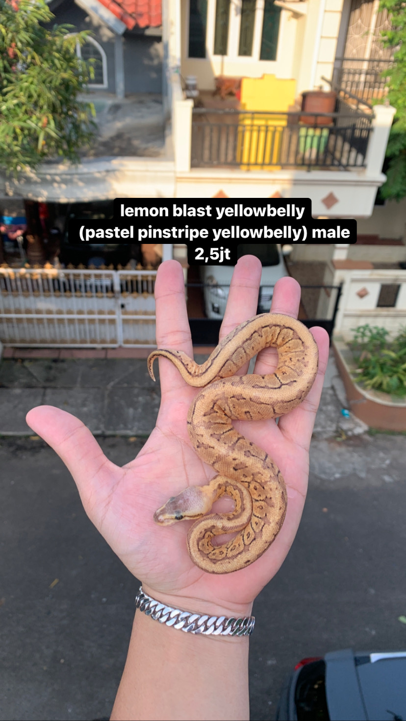 jual ballpython murah + ball python lemon blast yb