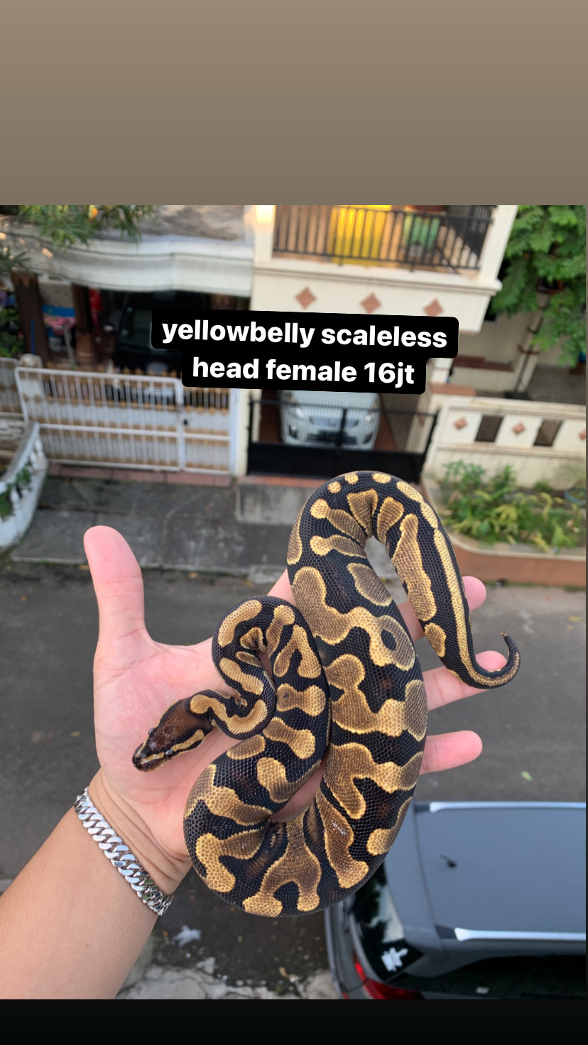 scaleless head yellowbelly female ball python + jual ballpython murah