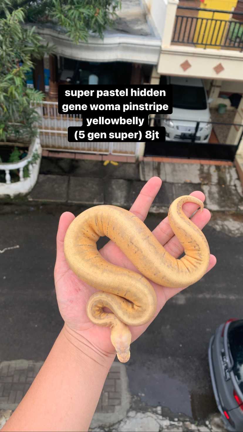 yellowbelly pinstripe super pastel hidden gene woma female ballpython